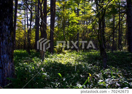 Hiking course from Nikko / Akanuma to Odashirogahara 70242673