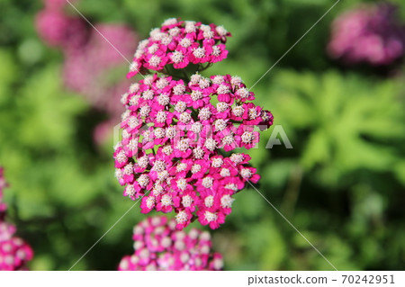 深粉紅色的Achillea 70242951