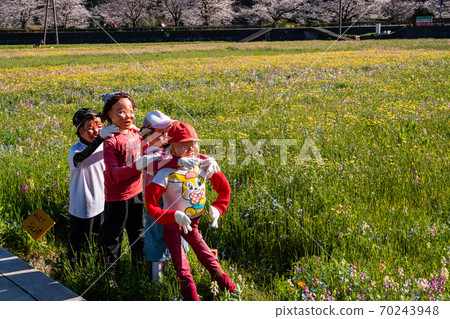 (Shizuoka prefecture) Matsuzaki-cho, a flower field using rice fields @ Scarecrow 70243948
