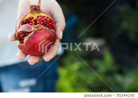 in female hands ripe juicy pomegranate fruit. Copy space. View from above. in female hands ripe juicy pomegranate fruit. Copy space. View from above. 70244195