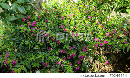 Unripe and immature olives with leaves in olive tree. Untouched olives hanging from the branch of the old olive tree 70244334