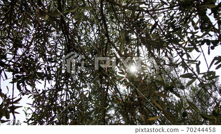 Unripe and immature olives with leaves in olive tree. Untouched olives hanging from the branch of the old olive tree Unripe and immature olives with leaves in olive tree. Untouched olives hanging from the branch of the old olive tree 70244458