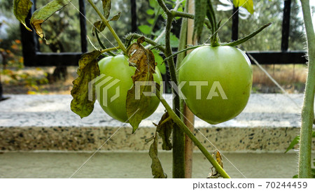 Unripe and immature olives with leaves in olive tree. Untouched olives hanging from the branch of the old olive tree Unripe and immature olives with leaves in olive tree. Untouched olives hanging from the branch of the old olive tree 70244459