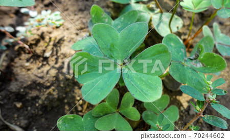fresh green leaf close-up waiting for autumn at natural background fresh green leaf close-up waiting for autumn at natural background 70244602