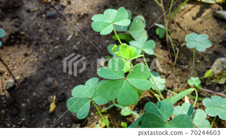 fresh green leaf close-up waiting for autumn at natural background fresh green leaf close-up waiting for autumn at natural background 70244603