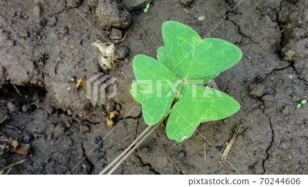 fresh green leaf close-up waiting for autumn at natural background 70244606