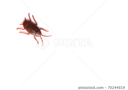 Cockroach toys on white background 70244819