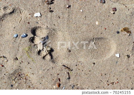 Beautiful detailed footprints in the sand of a beach during summer. Copy space background Beautiful detailed footprints in the sand of a beach during summer. Copy space background 70245155