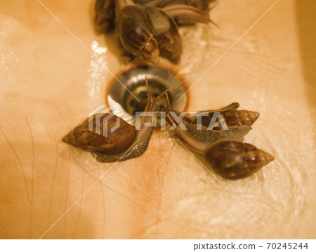 real buth tube sink with rust and lot of big snails, nobody farm concept 70245244