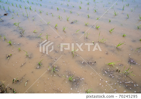 Rice planting Rice planting 70245295