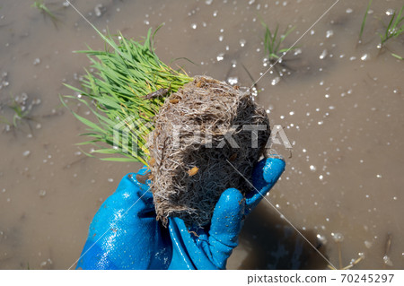 Rice planting Rice planting 70245297