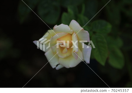 Arao City Ominous Citizen Flower Bed Rose Flower, 70245357