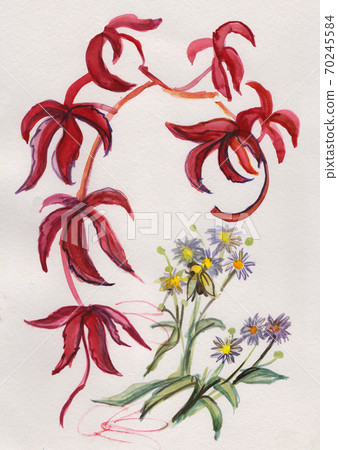 girlish grapes in autumn girlish grapes in autumn 70245584