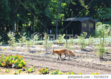 Red fox that appeared in the field Red fox that appeared in the field 70246019