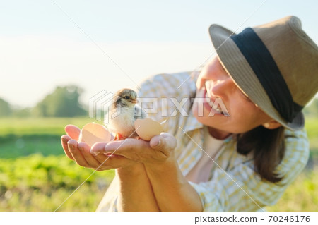 Mature woman farmer holding newborn chick in her hand Mature woman farmer holding newborn chick in her hand 70246176