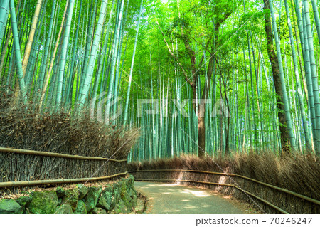 《京都府》嵐山竹林小徑 70246247