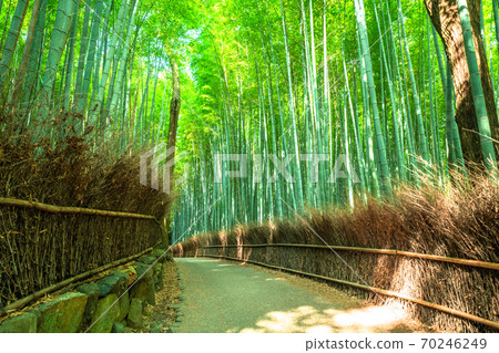 《京都府》嵐山竹林小徑 70246249