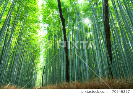 《Kyoto Prefecture》 Bamboo forest small diameter Arashiyama 《Kyoto Prefecture》 Bamboo forest small diameter Arashiyama 70246257