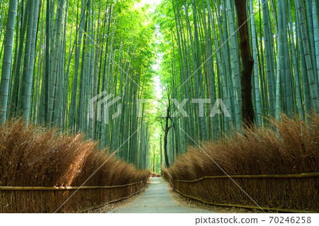 《京都府》嵐山竹林小徑 《京都府》嵐山竹林小徑 70246258