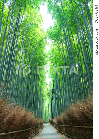 《Kyoto Prefecture》 Bamboo forest small diameter Arashiyama 70246264