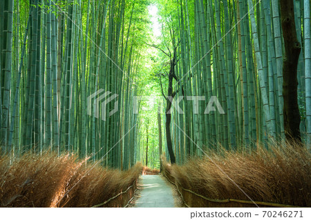 《京都府》嵐山竹林小徑 70246271