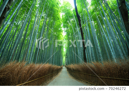 《Kyoto Prefecture》 Bamboo forest small diameter Arashiyama 70246272