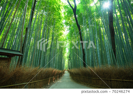 《Kyoto Prefecture》 Bamboo forest small diameter Arashiyama 《Kyoto Prefecture》 Bamboo forest small diameter Arashiyama 70246274