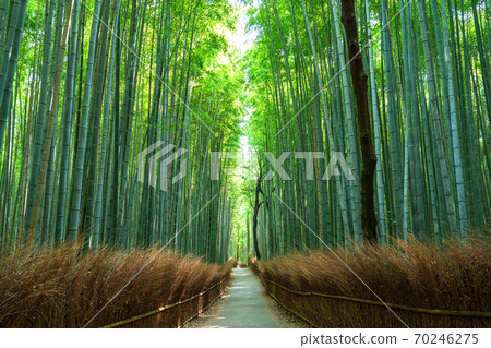 《Kyoto Prefecture》 Bamboo forest small diameter Arashiyama 《Kyoto Prefecture》 Bamboo forest small diameter Arashiyama 70246275