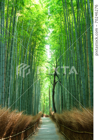 《Kyoto Prefecture》 Bamboo forest small diameter Arashiyama 《Kyoto Prefecture》 Bamboo forest small diameter Arashiyama 70246276