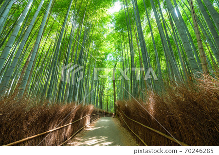 《Kyoto Prefecture》 Bamboo forest small diameter Arashiyama 《Kyoto Prefecture》 Bamboo forest small diameter Arashiyama 70246285