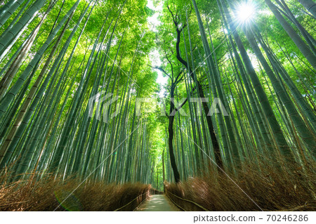 《Kyoto Prefecture》 Bamboo forest small diameter Arashiyama 《Kyoto Prefecture》 Bamboo forest small diameter Arashiyama 70246286