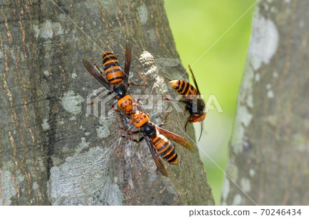 Wasps swarming in sap 70246434