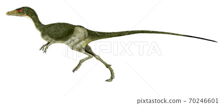 Compsognathus "Cute Jaw" A small carnivorous dinosaur of the late Jurassic period, the most primitive theropod. 70246601