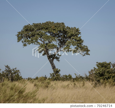 A Rain Tree sits alone in the desert 70246714