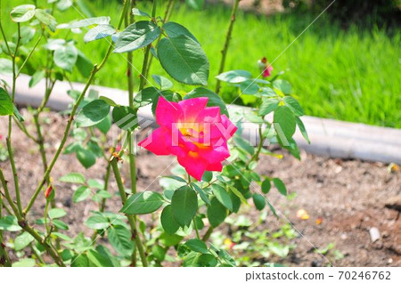 昆蟲吮吸花蜜 70246762