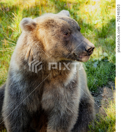 Grizzly Bear Alaska 70246803