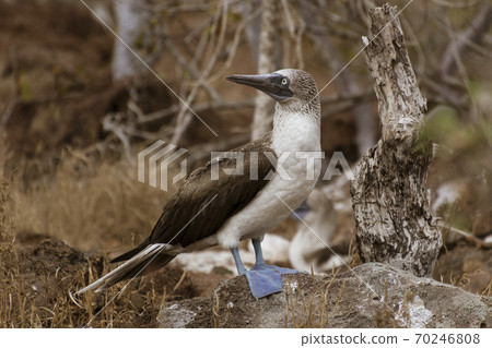 Blue Footed Booby Male Stands And Surveys His Terriroty On Galapagos Island Blue Footed Booby Male Stands And Surveys His Terriroty On Galapagos Island 70246808