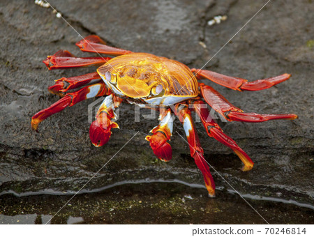 Sally Lightfoot Crab on rock 70246814