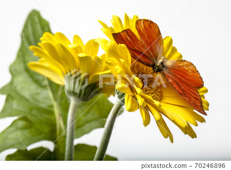 Orange Albatross Butterfly Orange Albatross Butterfly 70246896