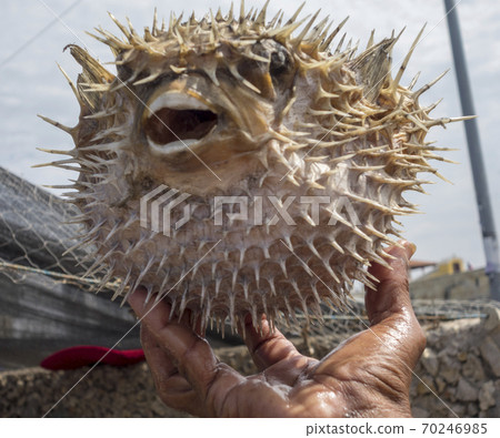 Spiky Porcupine-fish Being Held Spiky Porcupine-fish Being Held 70246985