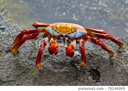 Sally Lightfoot Crab at Edge of Tidepool 70246989
