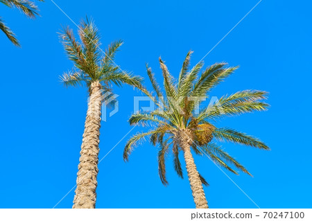 Two date palm trees on blue sky background Two date palm trees on blue sky background 70247100