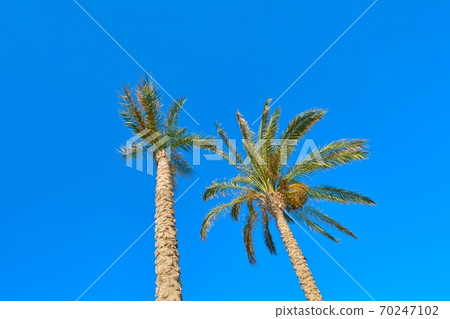 Two date palm trees on blue sky background 70247102