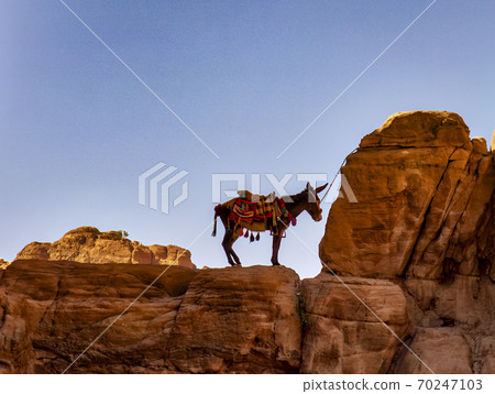 Lone Donkey Tied to Distant Ridge in Petra Canyon 70247103