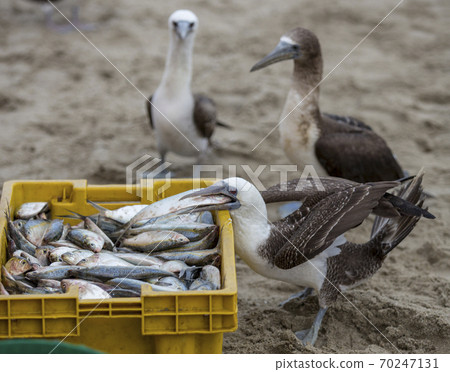 Blue footed booby stealing fish 70247131