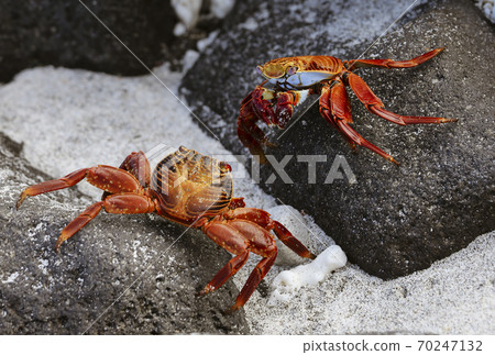 Sally Lightfoot Crab On Rock in Galapagos Islands 70247132