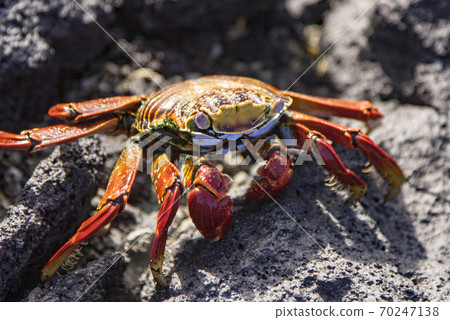 Sally Lightfoot Crab on rock Sally Lightfoot Crab on rock 70247138