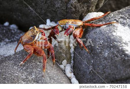 Sally Lightfoot Crab On Rock in Galapagos Islands Sally Lightfoot Crab On Rock in Galapagos Islands 70247158