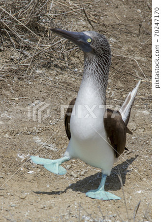 Male blue footed booby doing mating dance Male blue footed booby doing mating dance 70247170
