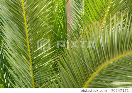 Green leaf of palm tree close up. Floral abstract texture background 70247171
